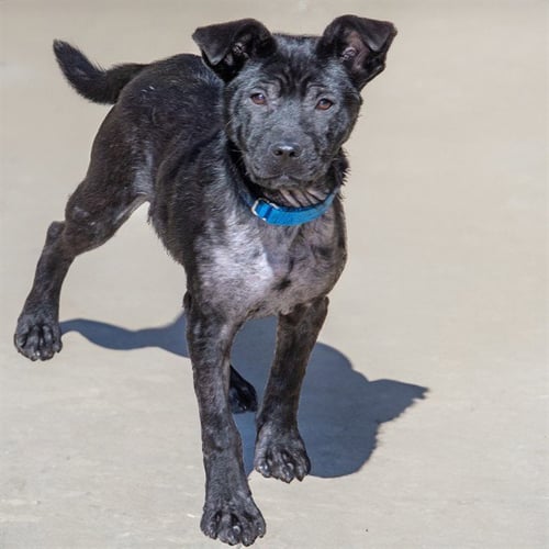 WISP - Labrador Retriever / Chinese Shar-Pei for adoption in St. Louis