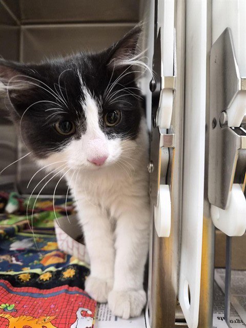 FLANNEL - Domestic Long Hair available for adoption