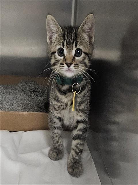 ACE - Domestic Short Hair available for adoption