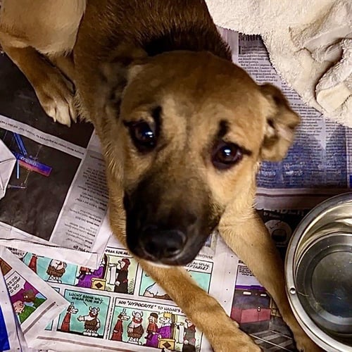 BEANS - Australian Shepherd available for adoption