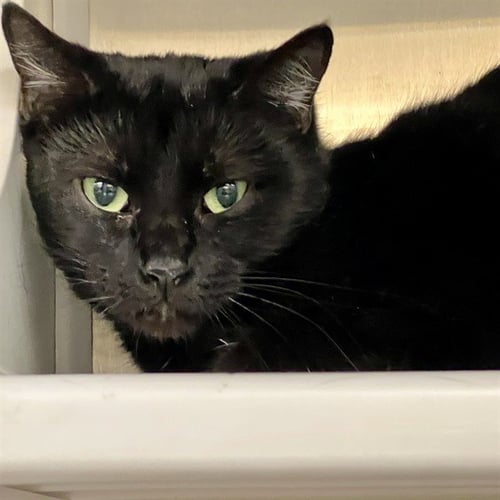 TITANIA - Domestic Short Hair for adoption in St. Louis