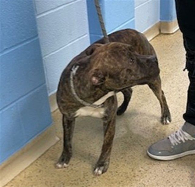 CHARM - Pit Bull Terrier available for adoption