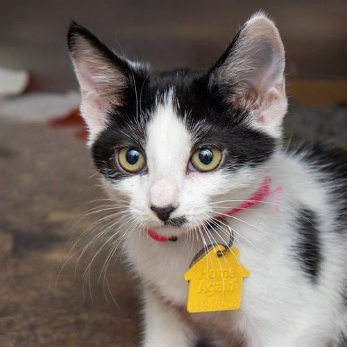 BONNIE - Domestic Short Hair available for adoption