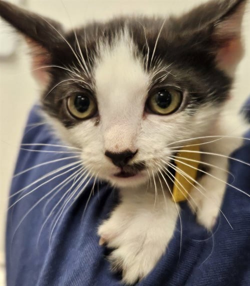 BONNIE - Domestic Short Hair available for adoption