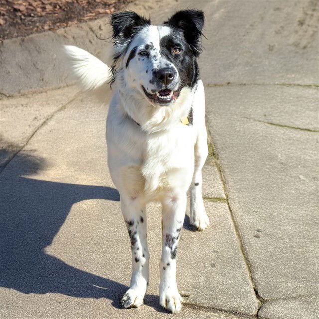 LUNA - Australian Shepherd / Great Pyrenees available for adoption