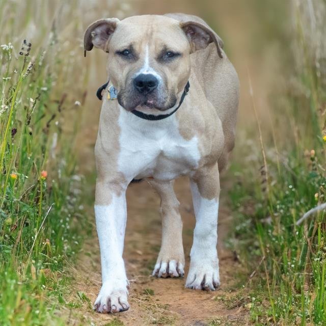 DUCKY - Pit Bull Terrier available for adoption