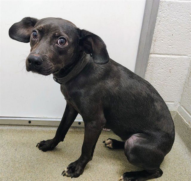 LUNA GIRL - Beagle / Pit Bull Terrier available for adoption