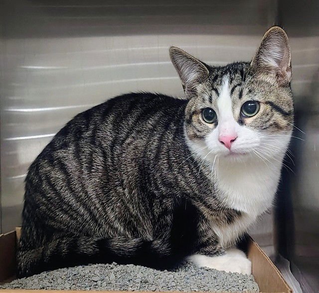 AMOR - Domestic Short Hair available for adoption