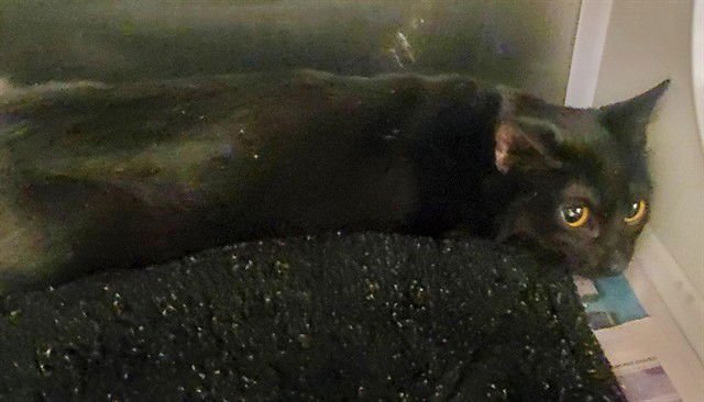 MAEVE - Domestic Short Hair available for adoption