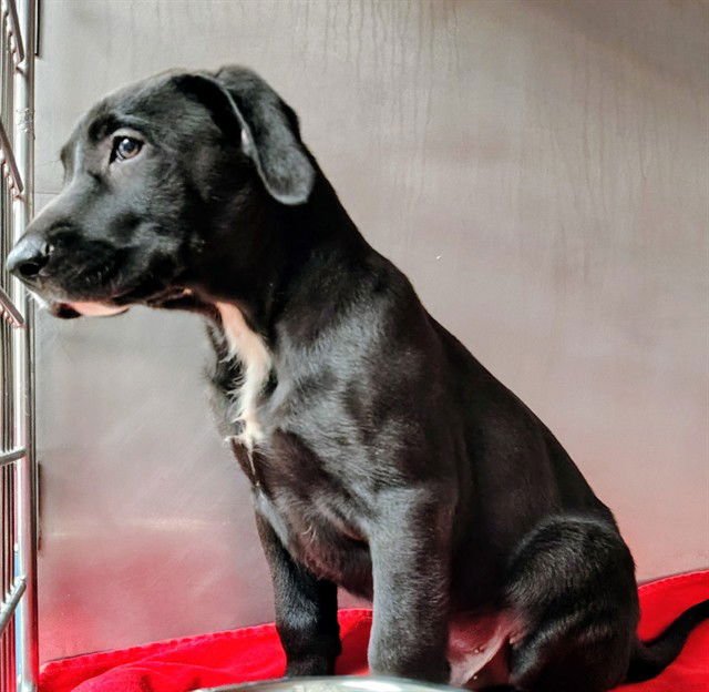 LITTLE BIG MAN - Labrador Retriever available for adoption