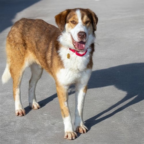FLAN - Great Pyrenees available for adoption