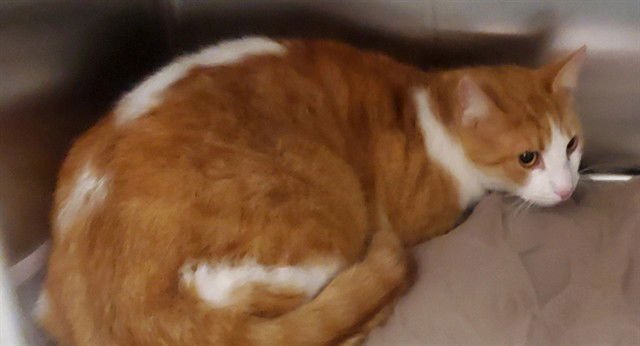 KG - Domestic Short Hair available for adoption