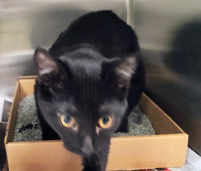 ZAHARA - Domestic Short Hair available for adoption