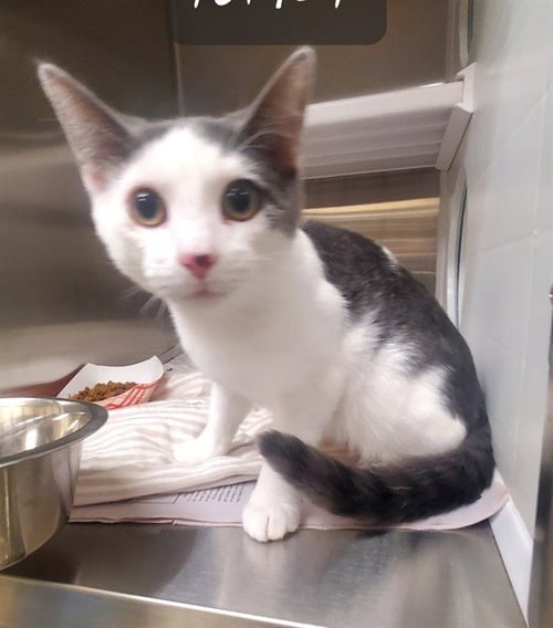 BAFFLE - Domestic Short Hair available for adoption