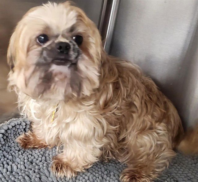 POPPY - Shih Tzu available for adoption