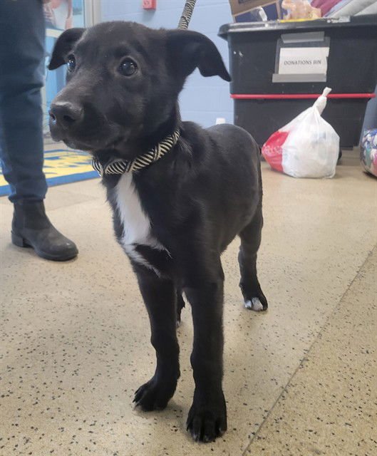 NUEVO - Labrador Retriever available for adoption