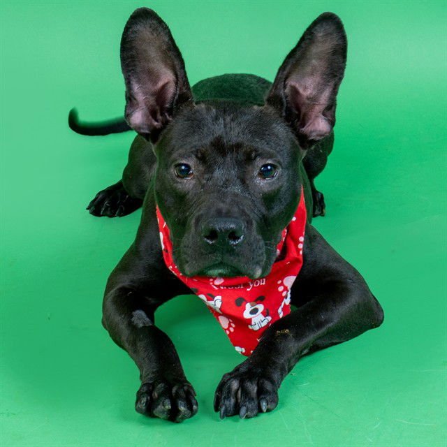 ACE - Pit Bull Terrier available for adoption