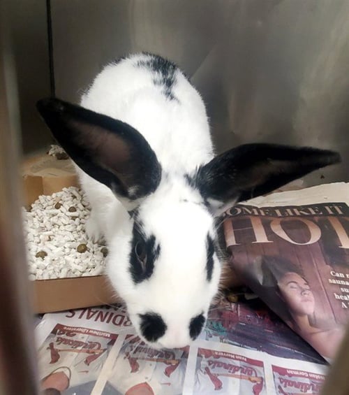 FIZZIE - Shorthaired Rabbit available for adoption