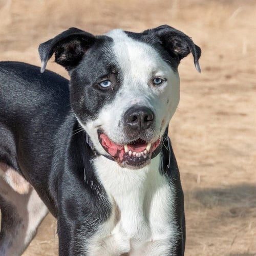 OLLIE - Pit Bull Terrier available for adoption