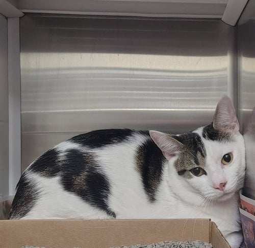 OREO - Domestic Short Hair available for adoption