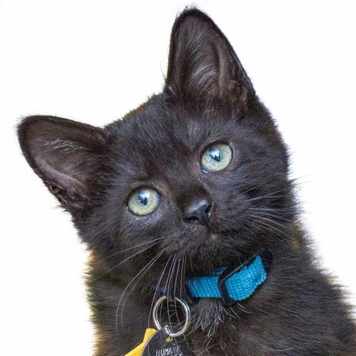 BATMAN - Domestic Short Hair available for adoption