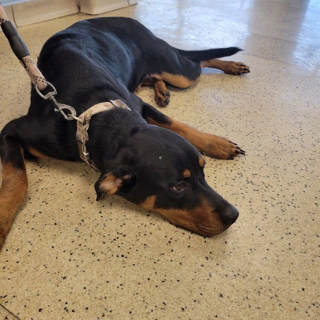 GOOBER - Rottweiler available for adoption