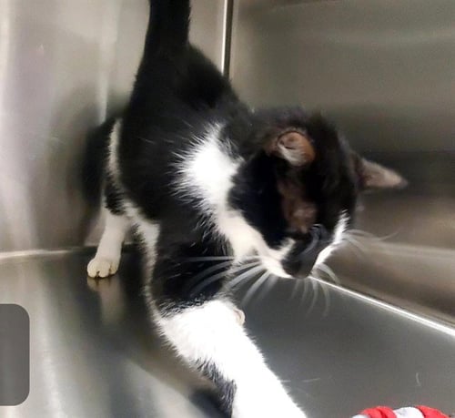 CHIEF - Domestic Short Hair available for adoption