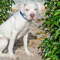 BOO DINI - Photo 1