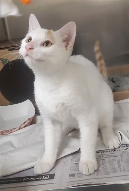 GLASGOW - Domestic Short Hair available for adoption