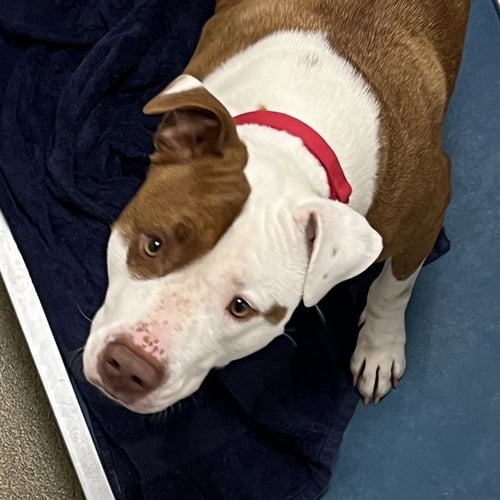 OX - Pit Bull Terrier available for adoption