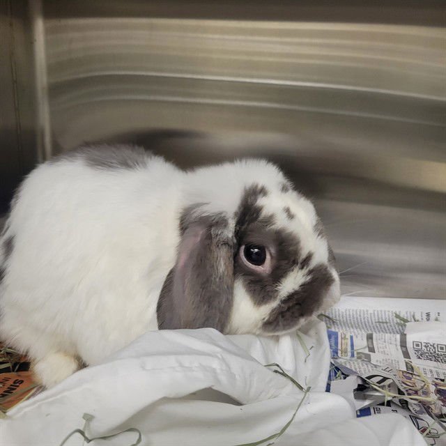 HARRY - Shorthaired Rabbit available for adoption