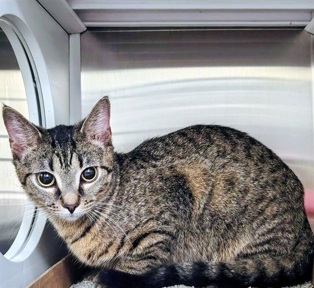 MAMMA MIA - Domestic Short Hair available for adoption