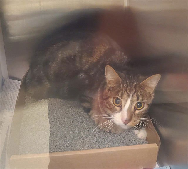 JADEN - Domestic Short Hair available for adoption