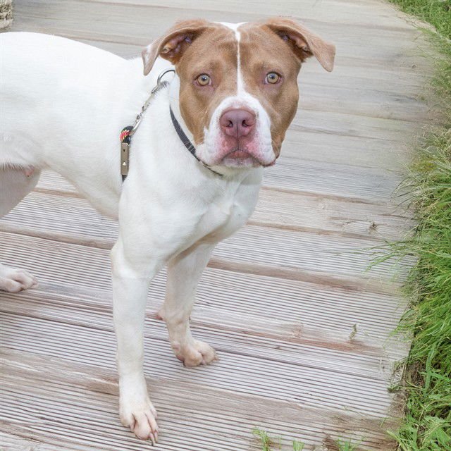 HAZEL - Pit Bull Terrier available for adoption