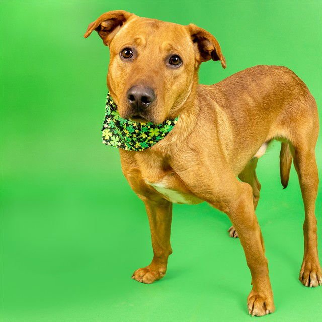 FRANK - Labrador Retriever available for adoption