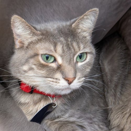 BUG - Domestic Short Hair available for adoption