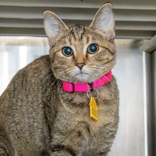BETSY - Domestic Short Hair available for adoption