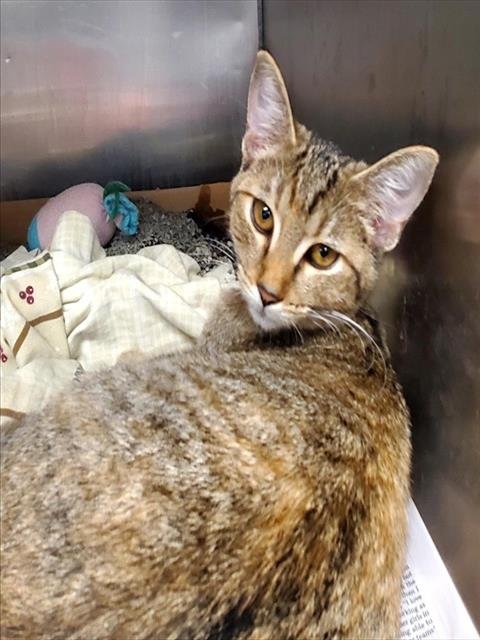 BETSY - Domestic Short Hair available for adoption