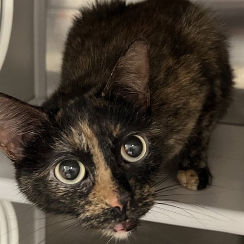CALLIE - Domestic Short Hair for adoption in St. Louis