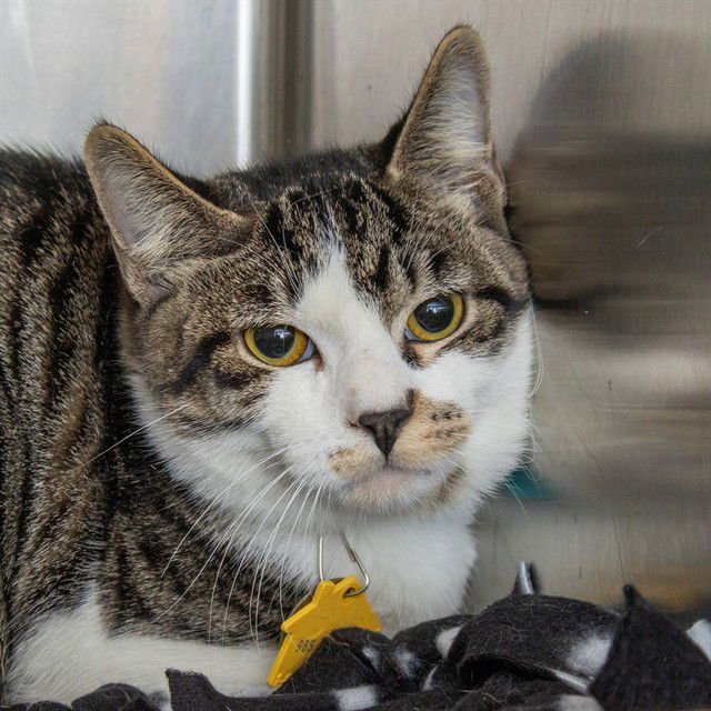 BEAU - Domestic Short Hair available for adoption