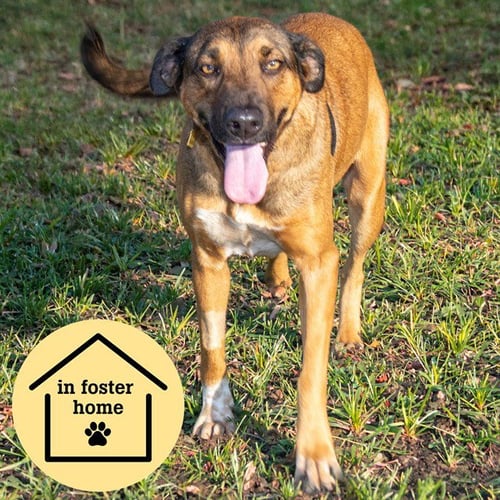 DONA - Labrador Retriever / German Shepherd Dog available for adoption