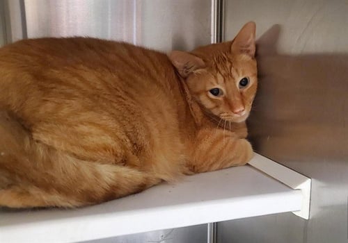 THOMAS - Domestic Short Hair available for adoption