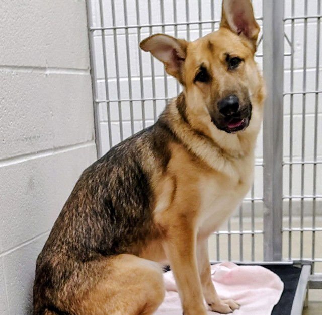 GOOFY - German Shepherd Dog available for adoption