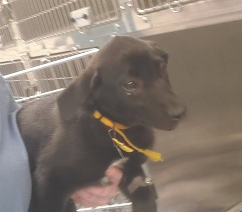 DICE - Labrador Retriever available for adoption