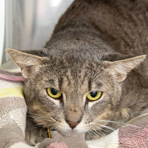 BATTLESHIP - Domestic Short Hair available for adoption
