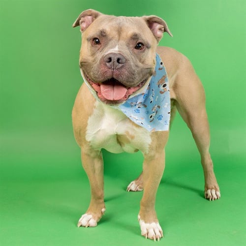 ZION - Pit Bull Terrier available for adoption