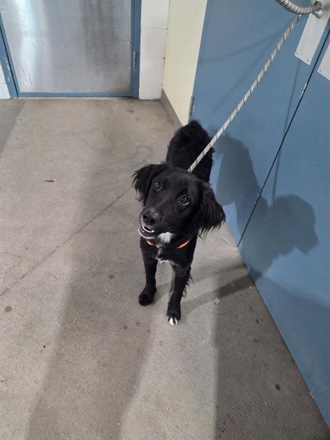 COCONUT - Flat-coated Retriever available for adoption