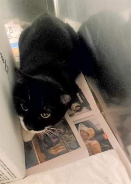 WAVY - Domestic Short Hair available for adoption