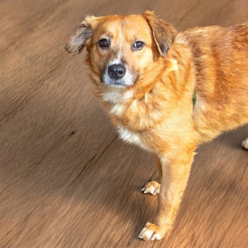 SIDNEY - German Shepherd Dog available for adoption