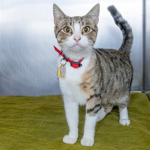 SWEDEN - Domestic Short Hair available for adoption